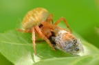 疑似 圆蛛科的 Araneus alsine (Strawberry spider 草莓蜘蛛) 附近，求鉴定