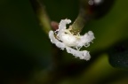 某种 广翅蜡蝉 Ricanula sp. 的若虫