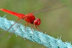 猩红蜻蜓 Crocothemis servilia servilia