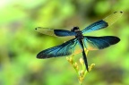 黑丽翅蜻 Rhyothemis fuliginosa