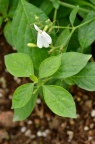 灵枝草 Rhinacanthus nasutus