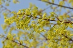 元宝槭 Acer truncatum