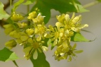 五角枫 Acer pictum subsp. mono