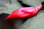 蟹爪兰 Schlumbergera truncata
