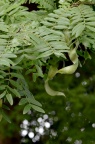 山皂荚 Gleditsia japonica