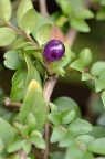 匍枝亮叶忍冬 Lonicera nitida 'Maigrun' / Lonicera ligustrina var. yunnanensis 'Maigrun'
