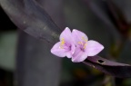 紫竹梅 Tradescantia pallida