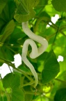 蛇瓜 Trichosanthes anguina