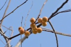 山柿 Diospyros japonica
