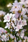 满山红 Rhododendron mariesii