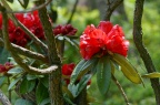 杜鹃属 Rhododendron