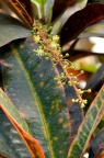 变叶木 Codiaeum variegatum