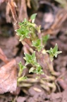 头花龙胆 Gentiana cephalantha