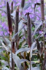 '紫威' 御谷 Pennisetum glaucum 'purple Majesty'