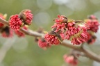 波斯铁木 / 波斯银缕梅 Parrotia persica