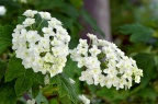 栎叶绣球 品种 Hydrangea quercifolia 'Snowflake'