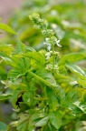 罗勒 Ocimum basilicum 品种