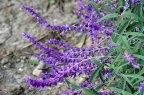 墨西哥鼠尾草 Salvia leucantha