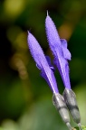 蓝黑鼠尾草 Salvia guaranitica 'Black and Blue'