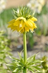 王贝母 / 冠花贝母 / 皇冠贝母 品种 Fritillaria imperialis