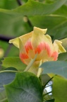 鹅掌楸属 Liriodendron sp.
