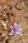 '玫红' 星花玉兰 Magnolia stellata 'Rosea'