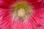 蜀葵 Alcea rosea 品种