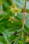 含羞草 Mimosa pudica