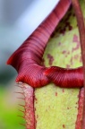 血红猪笼草 Nepenthes sanguinea