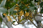 金桂 Osmanthus fragrans subsp.