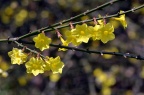 迎春花 Jasminum nudiflorum