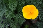 花菱草 Eschscholzia californica