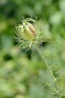 黑种草 Nigella damascena 蒴果