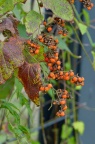 高粱泡 Rubus lambertianus
