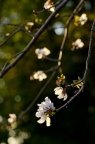 冬樱 Cerasus × parvifolia 'Fuyu-zakura' (冬桜)