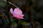 小月季 / 微型月季 Rosa chinensis var. minima