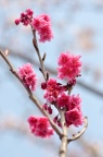 '中国红' 钟花樱桃 Cerasus campanulata 品种