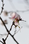 冬樱 Cerasus × parvifolia 'Fuyu-zakura' (冬桜)