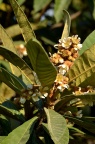 枇杷 Eriobotrya japonica