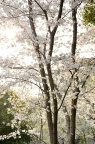 染井吉野樱 / 东京樱花 / 吉野樱 Cerasus × yedoensis 'Somei-yoshino'