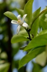 柑橘 Citrus reticulata