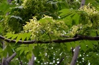 臭椿 Ailanthus altissima，"Tree of Heaven"