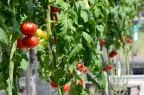 西红柿 Lycopersicon esculentum