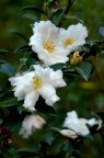 茶梅 Camellia sasanqua 品种