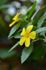 黄时钟花 Turnera ulmifolia
