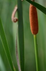 香蒲 Typha orientalis