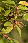 榔榆 Ulmus parvifolia