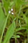 马鞭草 Verbena officinalis