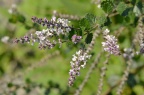 '紫叶' 石蚕叶橙香木 Aloysia chamaedryfolia 'Purpurea'