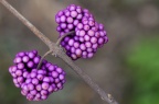 紫珠 Callicarpa bodinieri